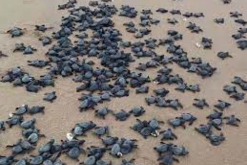 TSF's turtle conservation initiative at Gopalpur