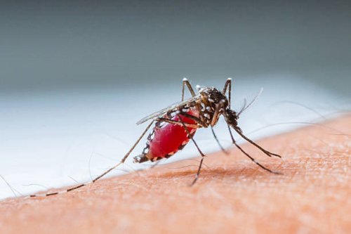 Centre sounds dengue alert, calls for timely detection of cases