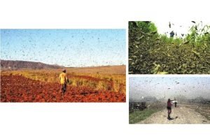 BEWARE: The Locust Swarms are com- The Statesman