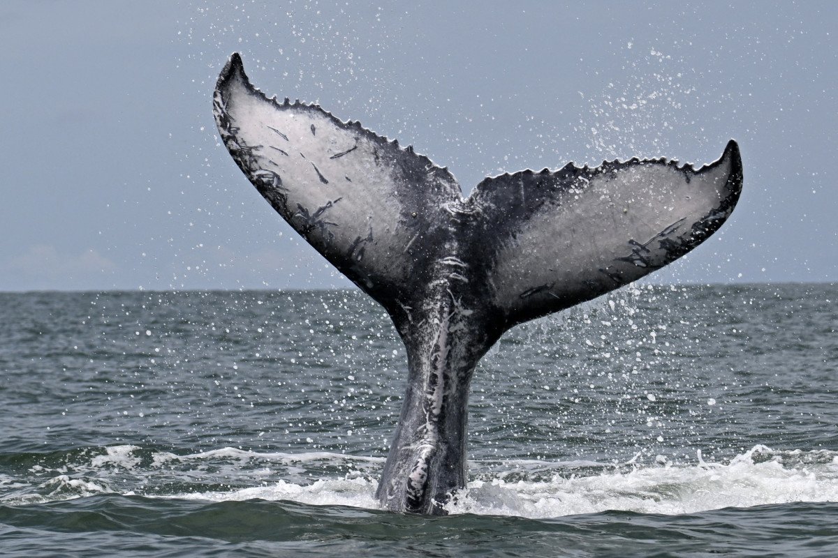 Massive whales drop millions on Bitcoin in aggressive dip buy