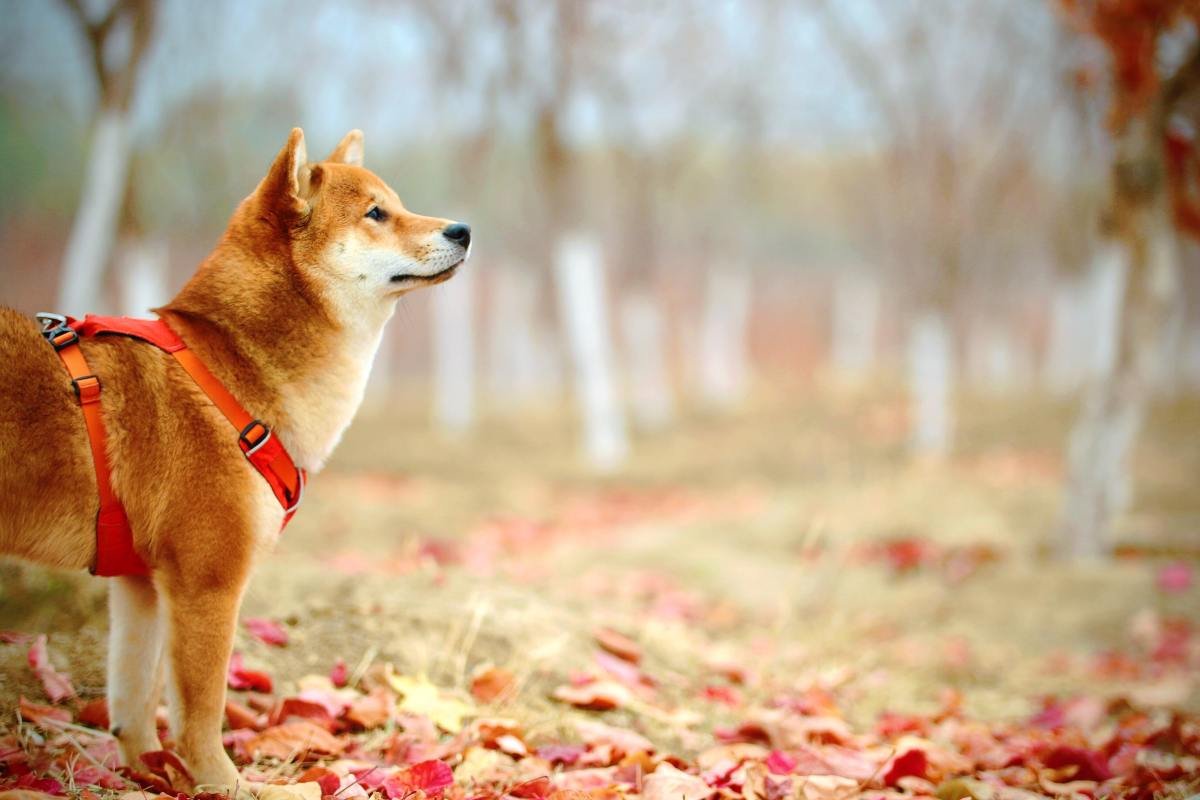 First U.S. Dogecoin ETF to debut Sept. 18, could spark 30% DOGE rally