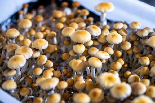 Debanking drives psychedelics firm to tap Scott Melker to drive Bitcoin strategy