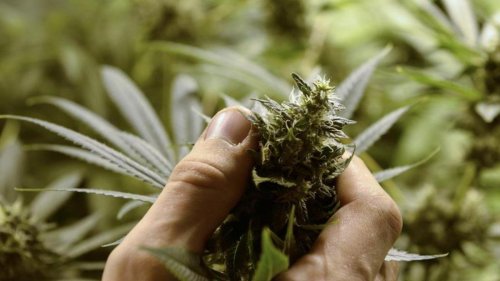 Cannabis Stocks Surge on Report of Benefits in Fighting Covid-19