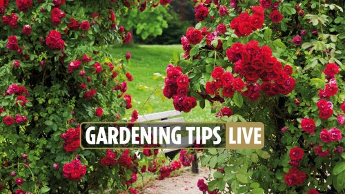 Gardening Tips 2022 1 Kitchen Item Will Keep Your Lawn Healthy T