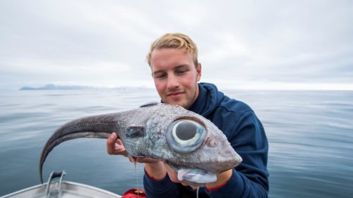 Fisherman baffled after reeling in terrifying alien-like creature with giant eyes off Norwegian island