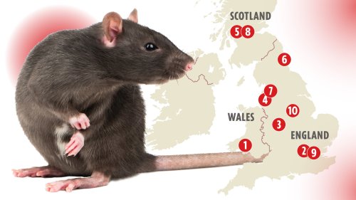 worst-areas-in-uk-for-super-rat-invasions-revealed-here-s-how-to-keep