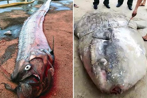 Bizarre massive fish wash up on Chinese beaches forcing cops to warn locals not to go near them