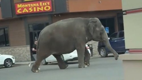 Wild moment elephant runs down busy road in Butte and halts traffic as baffled drivers watch on in Montana
