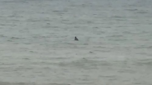 ‘Shark’ seen swimming just yards from popular British beach