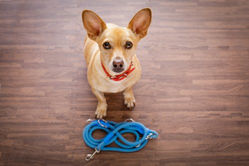 From a chihuahua scared of water to an odd tabby — your pet queries answered