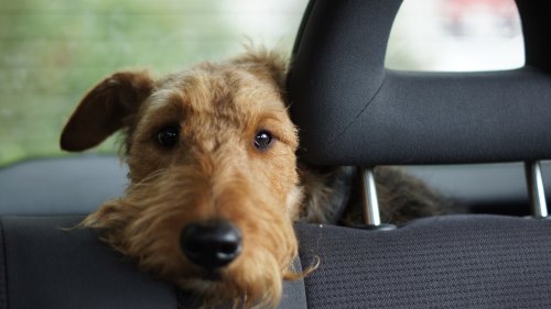 I’m a pet expert – here’s why dogs prefer travelling in electric cars