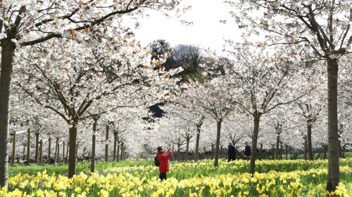 The historic UK town with the largest Japanese cherry tree orchard in the world