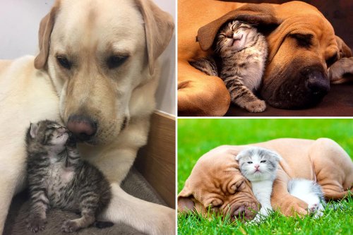 Adorable duos give new meaning to the phrase ‘fighting like cats and dogs’