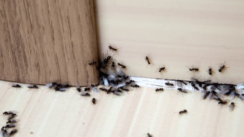 My $1.19 hack instantly removes ants from your kitchen – it makes your space smell great and uses a single ingredient
