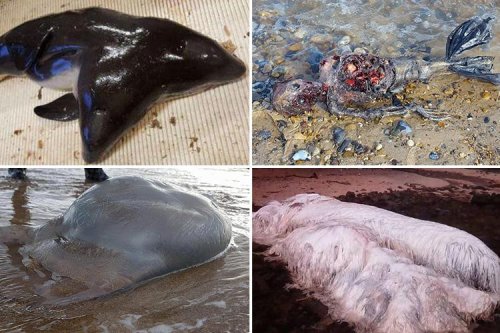 The 10 weirdest ‘mystery’ creatures ever to wash up on beaches or be picked up by fishermen