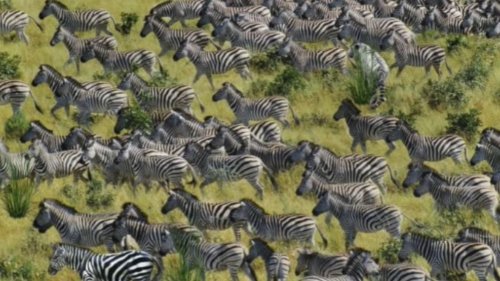 You have 20/20 vision & a high IQ if you can spot the tiger stalking the zebras in just 11 seconds