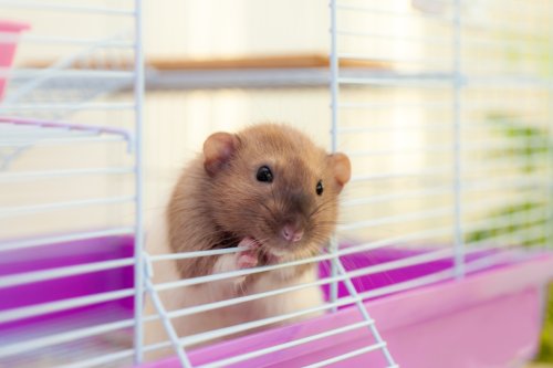 From old cat to best place to keep rats — your pet queries answered