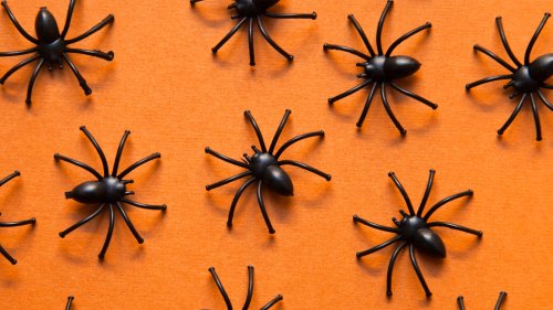 I’m a pest control expert – 7 bad cleaning habits that are attracting spiders into your home