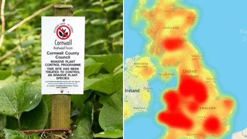 Britain’s Japanese knotweed hot spots revealed – here’s how to find out if the invasive plant is growing near you