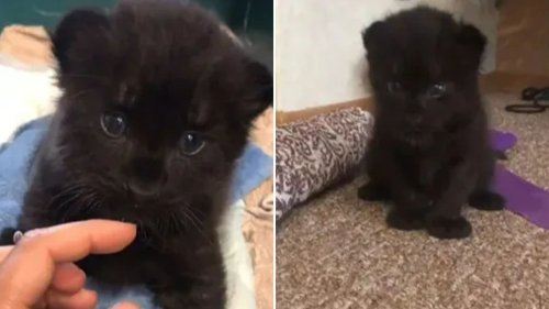 I rescued adorable kitten and took it home – but I soon realised it was something very dangerous