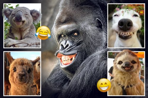 From gorillas to dogs, members of the animal kingdom smile for the camera