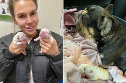 Danielle Lloyd slammed for breeding her pedigree dog over wellbeing fears