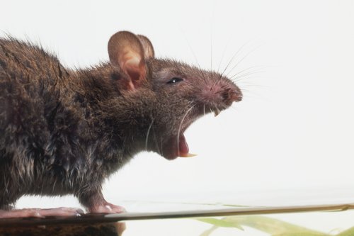 Giant rats invading homes through toilets with 'brave' sparking terror
