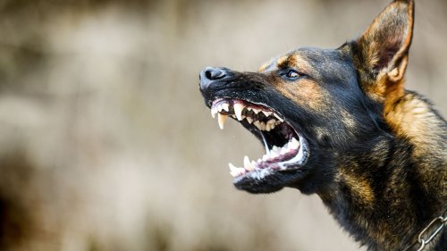 I’m a pet expert… here’s what you should never do in a dog attack, it could be deadly