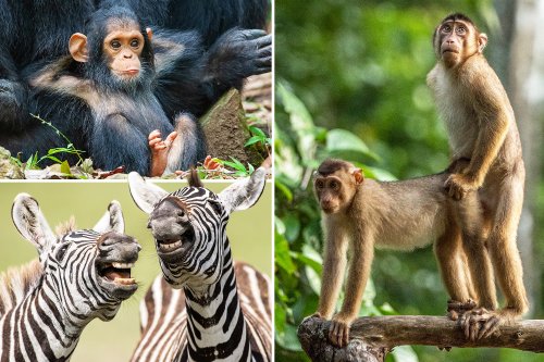 Frisky monkeys and laughing zebras among the hilarious finalists in the 2019 Comedy Wildlife Photography Awards