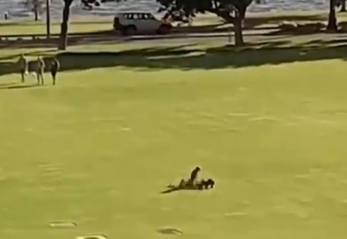 Couple Spotted Having Sex In Daylight During Record Breaking Aussie 