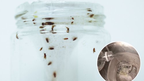 I was fed up of pesky fruit flies in my kitchen – then I discovered a 5p hack that banishes them for good
