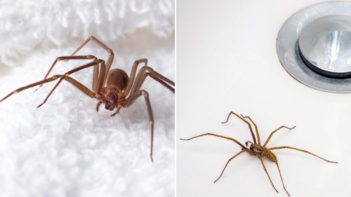 We’re pest experts – the lazy bathroom habit that’s attracting spiders into your home & how to keep them out