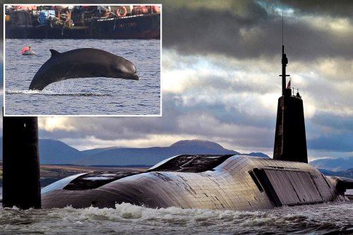 Wildlife experts start mission to move pod of whales trapping British submarine fleet