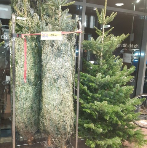 Home Bargains is selling a real 7ft Christmas tree for £10 | Flipboard