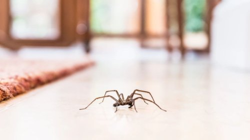 The 35p trick to keep spiders out of your home for good – and it works instantly