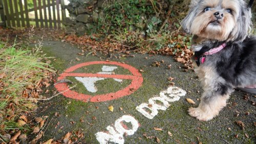 Inside the ‘stupid’ town that went to war with DOGS… as outraged owners and council clash over ‘dangerous’ £1k fine