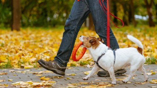 Dog owners urged to beware common danger found on most streets this autumn & deadly reason you should AVOID muddy walks