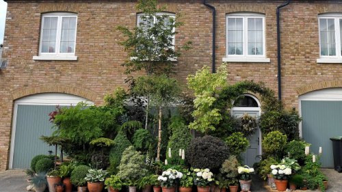We hated our neighbour’s plants and got them taken down – but we didn’t expect the result