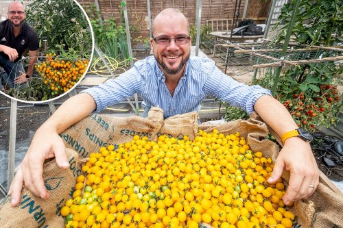 Gardener shatters world record by growing 839 tomatoes on a single stem