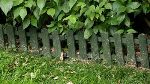 Gardeners rave over ‘brilliant’ £1.99 Home Bargains cleaning spray that banishes moss and transforms fences in minutes