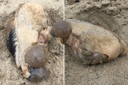 Mystery sea monster baffles the internet after the bizarre-looking creature is found rotting on shore