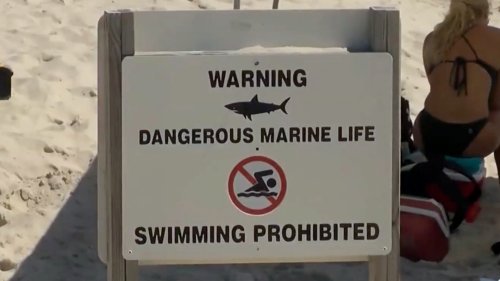 Shark attack off Smith Point Beach in Long Island, NY – Lifeguard recovering after being bitten in horror encounter
