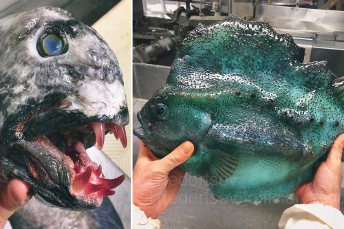 Russian fisherman posts horrifying snaps of his weird deep-sea catches