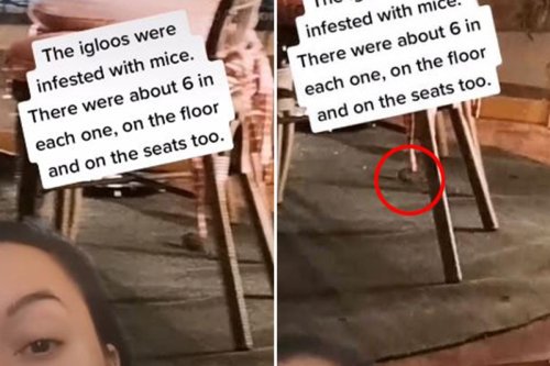 Diner at popular igloo restaurant horrified after spotting 6 mice under table