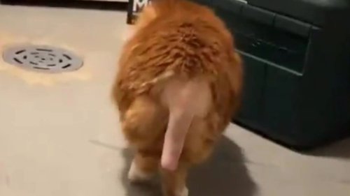 My pet went into surgery and got its tail shaved – people are in hysterics as it looks very X-rated