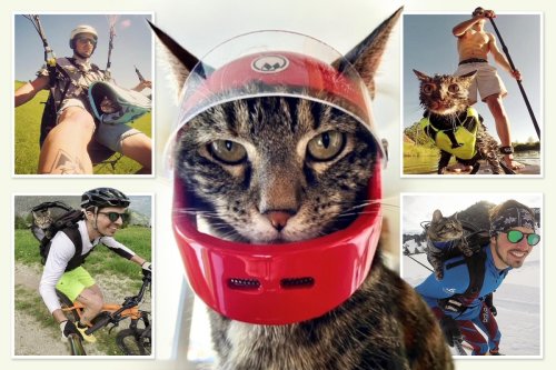 Thrill-seeking moggie loves joining owner on adrenaline-packed adventures