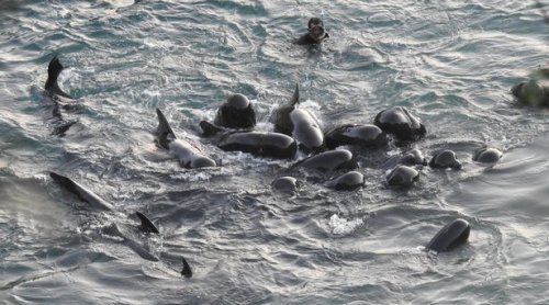 Heartbreaking moment dolphin mum comforts her babies moments before they are slaughtered by Japanese hunters