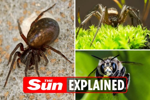UK spiders: The 24 British spiders you're most likely to find in your house