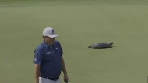 Moment stars at USPGA Championship are delayed by a TURTLE as it scampers across green at Quail Hollow