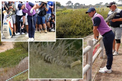 McIlroy accepts penalty shot & avoids huge RATTLESNAKE with US Open fans in fear